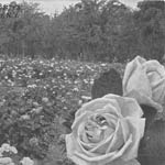 Ellwanger & Barry - Rose Garden