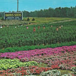 Harris Seeds (#2)