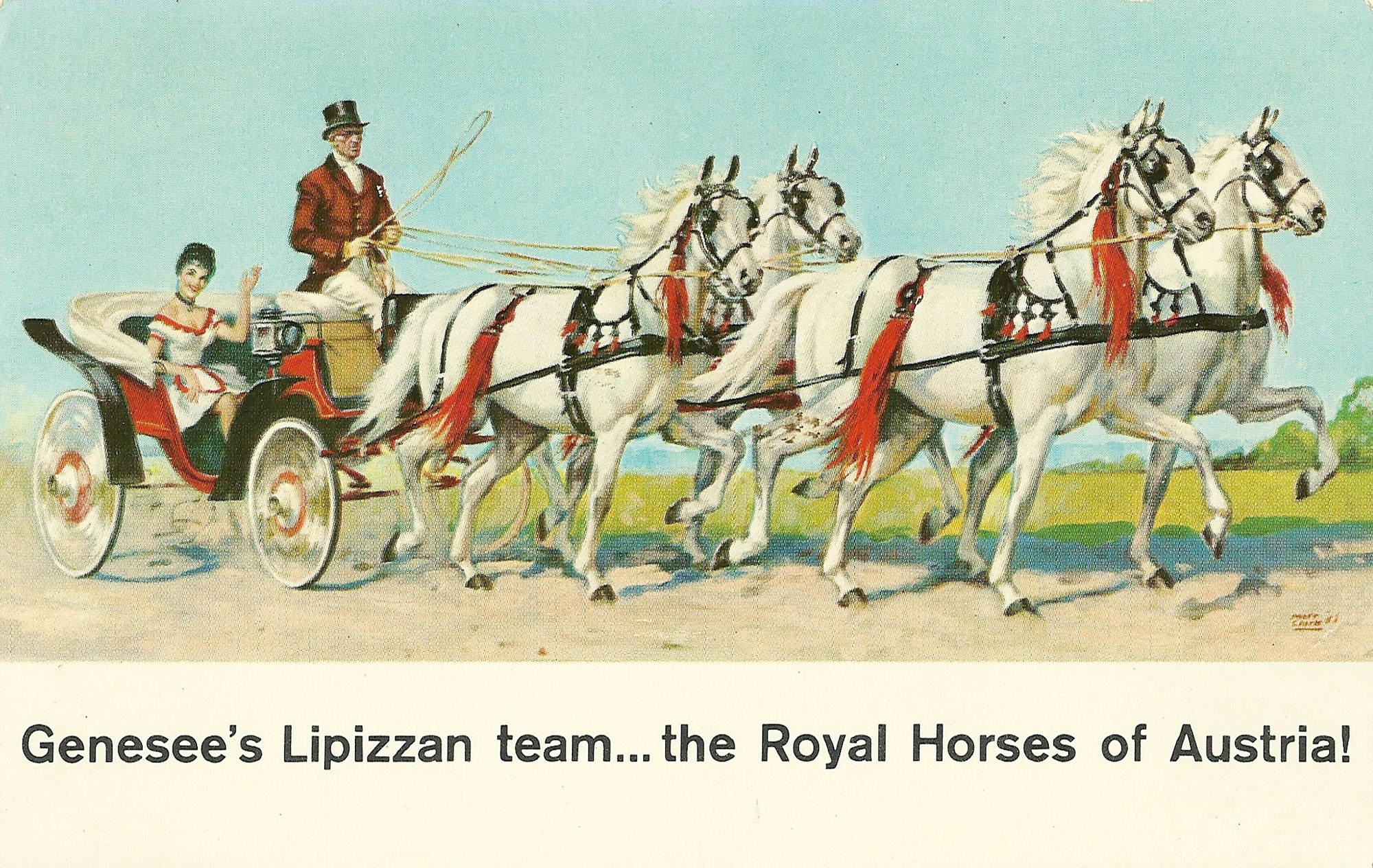 Genesee's Lipizzan Team