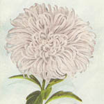 Vick's - Aster