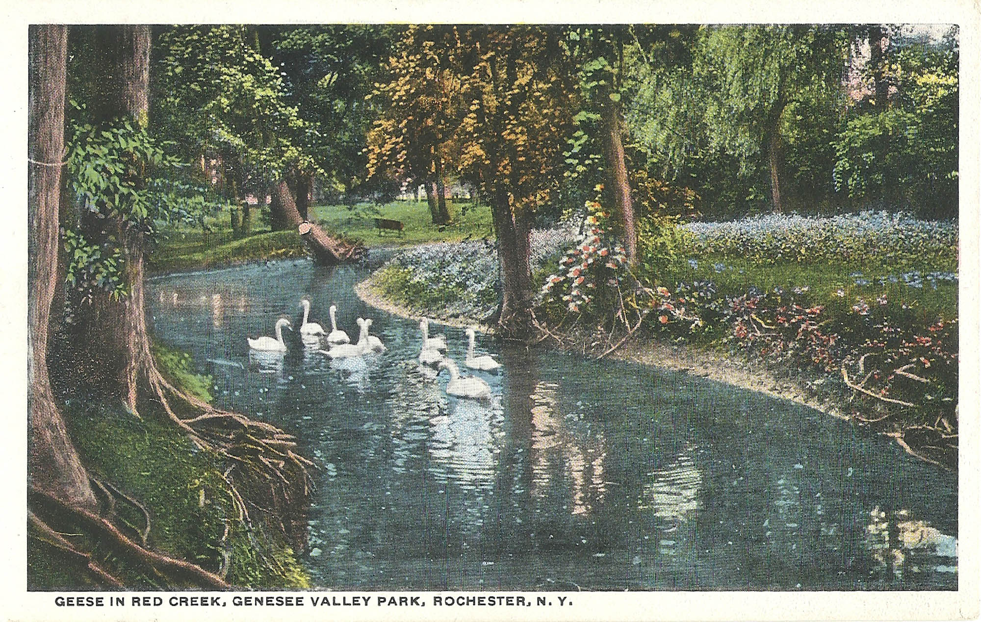 Geese on Red Creek