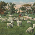Sheep (#4)