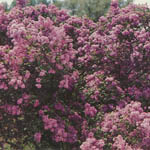 Lilacs (#19)