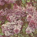 Lilacs (#23)