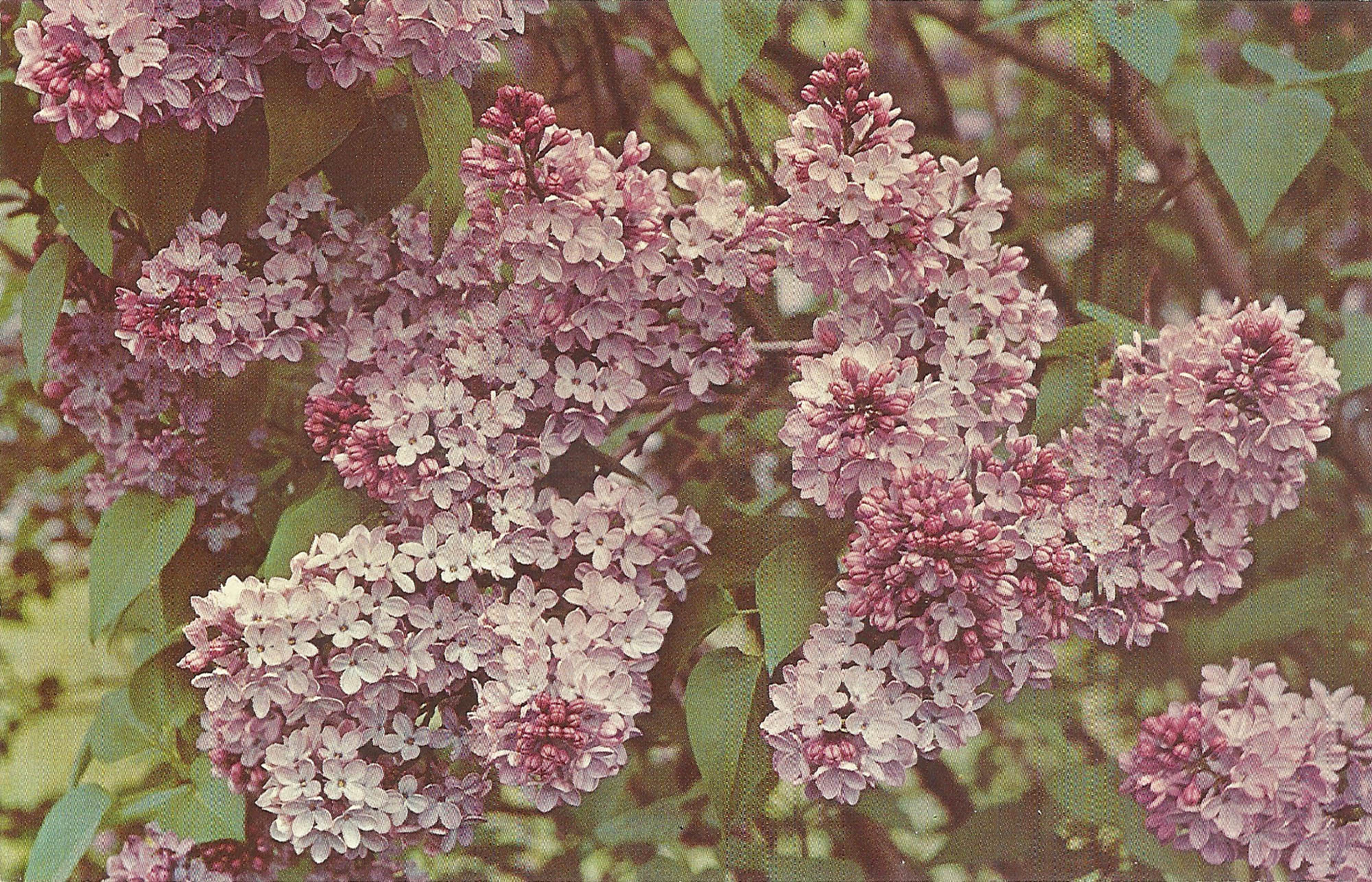 Highland Park Lilacs (23) Pictures of Rochester and Monroe County, NY