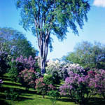 Lilacs and Tree