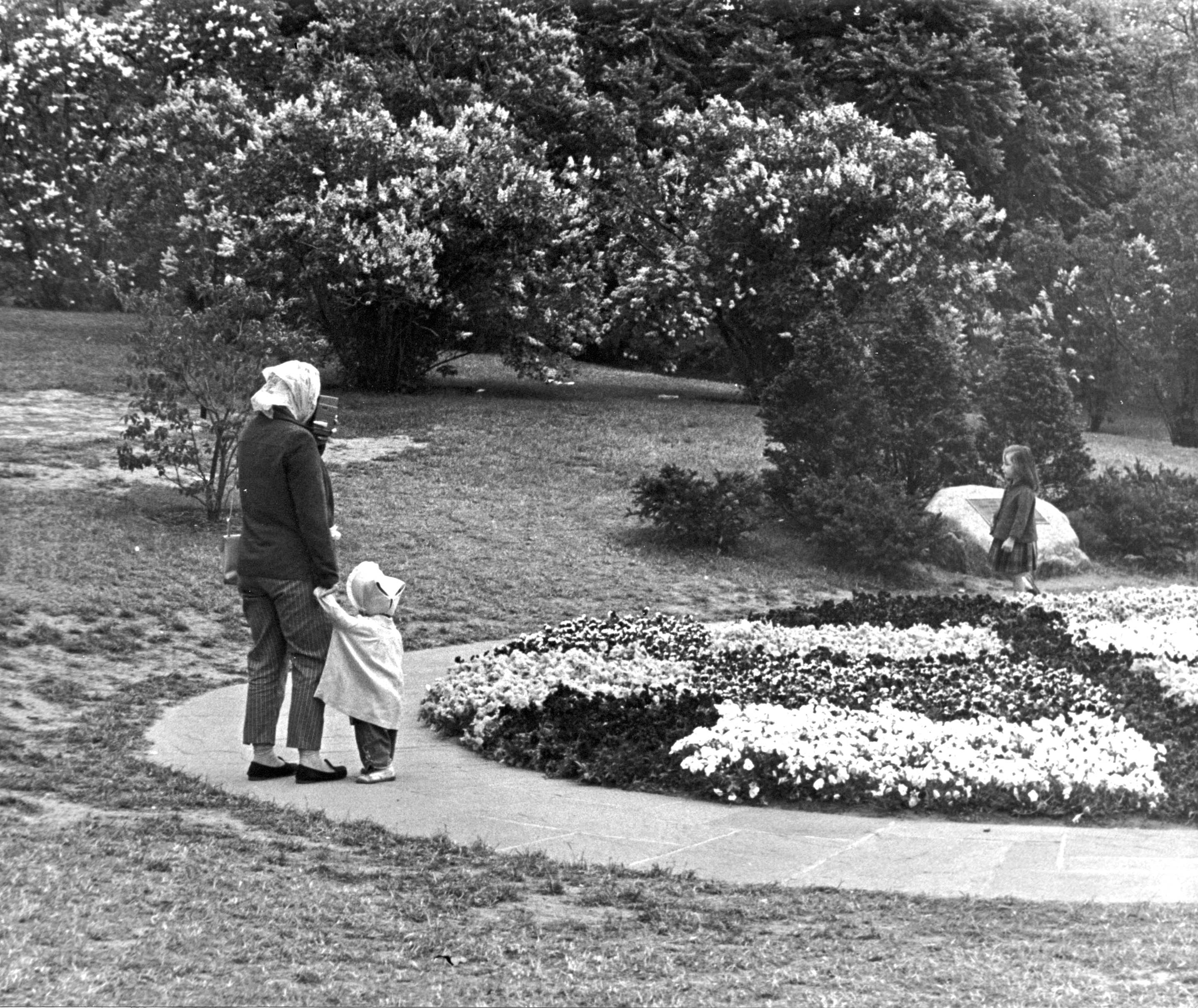 Pansies (#13) Pansies (#13)