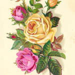 Miss C. Blesser - Millinery