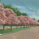 Magnolias (#2)